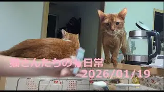 2026/01/19 猫さんたちの🐈日常😊  #ねこ #cat #猫 #बिल्ली  #マンチカン #アビシニアン #短足マンチカン #短足 #cute #abyssinian