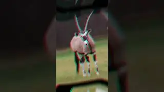2023 ORYX AND 5000 BCE ORYX || MYTHICAL BIOLOGY #shortvideo #5000bce #shortviral 😱😱😱