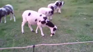 les chevres avec la music