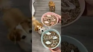 feed my dogs with me 👩🏼&zwj;🍳 ft. their matching bowls #dogfeeding #dognutrition #feedmydog #dogfood