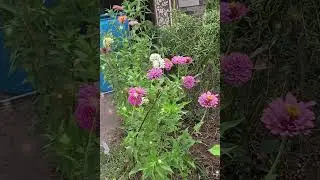 Beautiful Flowers Edit And A New Wallpaper For you Guys