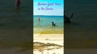 Bruno&rsquo;s first swimming lesson🐕&zwj;🦺#ocean #life #love #calm #calmmusic #dog #doglove #doglife #relax