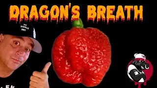 World's Hottest Pepper  ? Hotter Than Pepper X  ? Dragon's Breath Pepper from Albrittons Hot Peppers