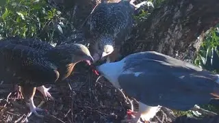 Sea - EagleCam Sydney Australia - Dad z dostawą & Lady & SE35 & SE36 🥰