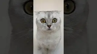 Favorite sound 😅 #cat #cats