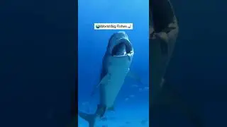 Giant shark in sea #viral #shorts