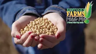 Kentucky Farms Feed Me | Soybeans