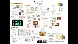 Neuro L70 L82  - Cerebral Cortex Lab 09 Part 2