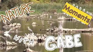 Nature Moments With Gabe #9. So many egrets and herons!!!