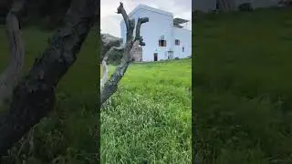 Kitten playing in tall grass #cat #catbehavior #cuteanimal