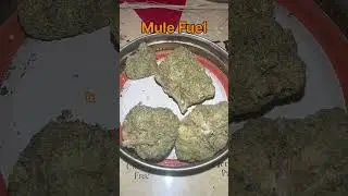 Mule Fuel Cannabis Flower Strain #420 #strainreviews #cannabiseducation #cannabiscommunity
