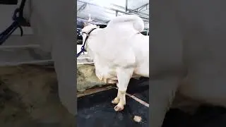 Big White Bull