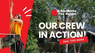 ArborWorks in Action | Expert Tree Removal, Trimming & Stump Grinding Services