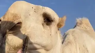 بعارين فنجال الشيباني المسبله - عددها سبع فحول - تصوير حصري / سعد بن شرثان - تغطية عام ١٤٤٦ هجري