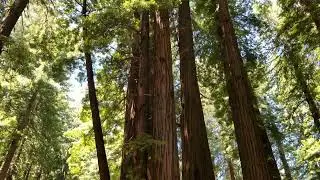 Redwood trees near San Francisco. 