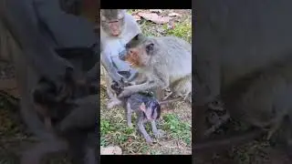 Monkey species: The mother monkey hugged her baby tightly and ran with another baby monkey.