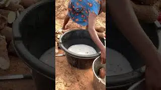 Как сажать ямс