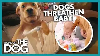 Naughty Labradors Threaten Newborn | It's Me or the Dog