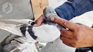 Птичий рынок г. Ташкент - ГОЛУБИ (09.09.2023) / Uzbek Pigeons / Usbekische tauben
