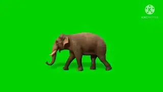 Green Screen Real Elephant with audio copyright free video copyright free Music