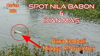 Mancing Nila Babon & Mancing ikan Mas Harian 25k @KawanGentak