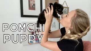 Знакомьтесь с нашим новым щенком! | Pomchi Puppy