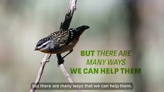 Habitat Gardening for Birds - BirdLife Australia's Online Course