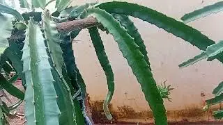 ATUALIZAÇÃO 18/01/2026,MAIS BOTÕES E FRUTAS MADURAS 