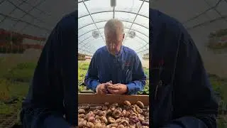 Przycinanie cebul mieczyk&oacute;w w celu uzyskania większej ilości kwiat&oacute;w ✂️💐