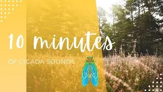 10 MINUTES of CICADA SOUNDS
