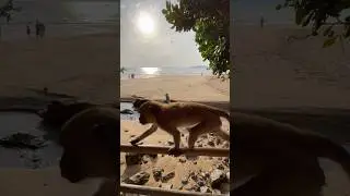 🐒 Cute Little Monkey on the Monkey Trail &ndash; Ao Nang, Krabi 🌴✨