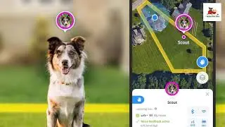 Halo Wireless Dog Fence and Training Collar Review 2025