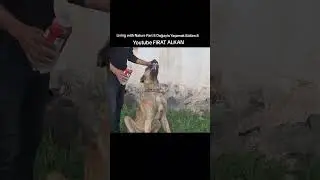 On air on YouTube Yayında FIRAT ALKAN  ALKAN BESİCİLİK  #shorts