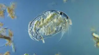 Cladocera