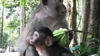 Monkey Meeting And Playing With Beautiful Girls Near Bayon Temple