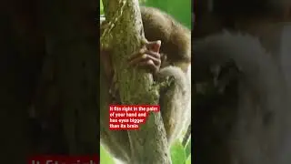 Nature's Little Alien/Tarsier Close-Up #tarsier  #shortvideo  #travel  #philippines #wildlife #cute