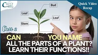 Class 2 Science Olympiad: Parts of a Plant & Their Functions | CREST Olympiads Learning