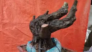 M447 ph&ocirc;i thị lọ nồi lũa v&aacute;ch 350k lh 0784005295 khi&ecirc;m