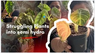 Alocasia Care Day|SemiHydro setup |My first Try in PON