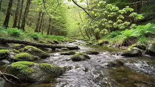 Relaxing Water Flow & Birds Chirping | Stress Relief Nature Ambience