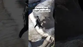 Penguin Fight On Camera 🐧