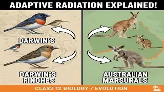 Master the concept of Adaptive Radiation Day 20 session -