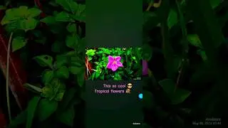 Pink (and variety) Tropical Flower 🌼 🌸 #music #flowers #tropical