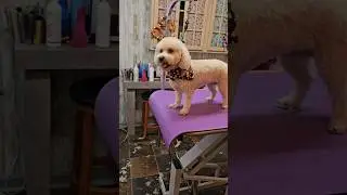 Bichon-poodle dog haircut, grooming