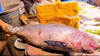10kg Amazing Giant Lakka Fish Cutting Skills Live in Bangladesh Fish Market With Ice