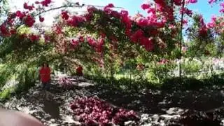 Rose garden Tacoma WA