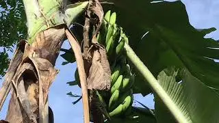 Ciri Ciri Pohon Pisang Ambon Kuning, Cavendish, Rambon Hijau, Putih, dan Cara Membedakannya