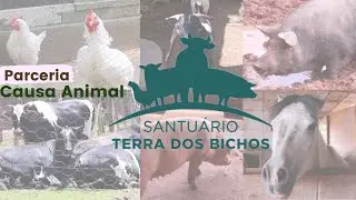 Conheça o Santuário Terra dos Bichos - Parceiro Brechó Vegano 💚🌱