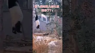 👍🐼🤣Funny: So STRONG THE Panda is! #panda #funny