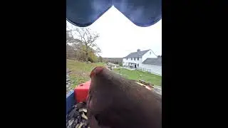 Cardinal in feeder in CT